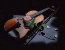 我的心是一把小提琴