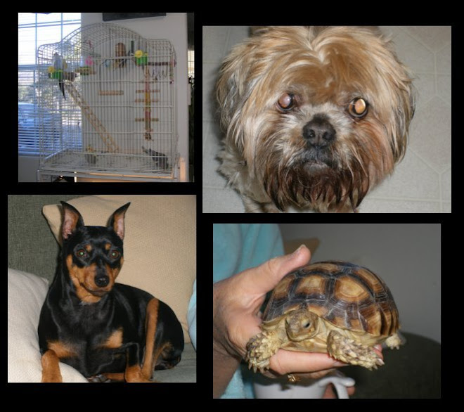 Brother's Pets