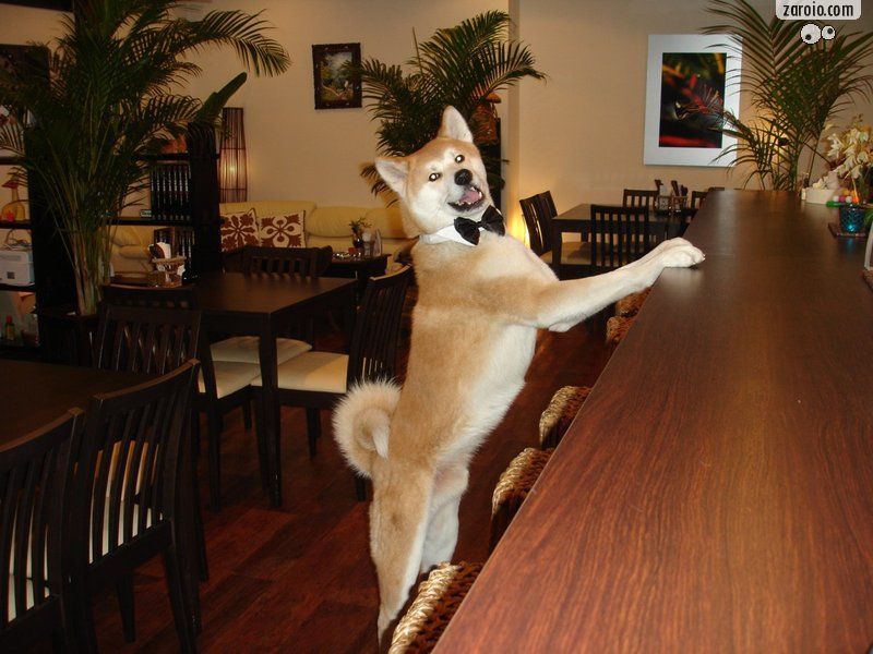 [cão.jpg]