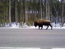 Heading up the road, looking for some chew ..., Yellowstone