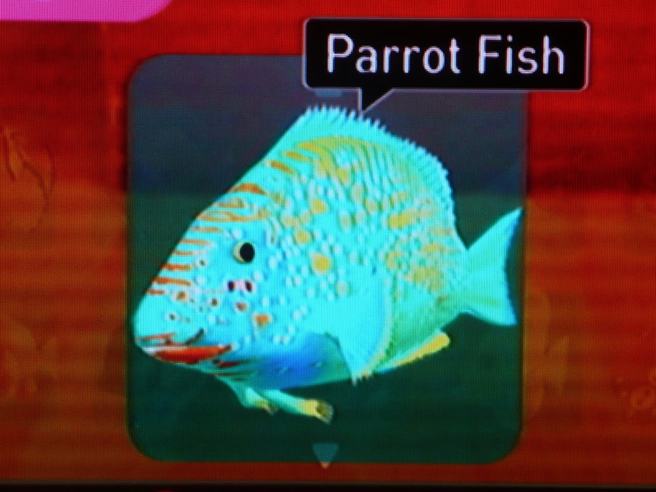 [Parrot+Fish.JPG]