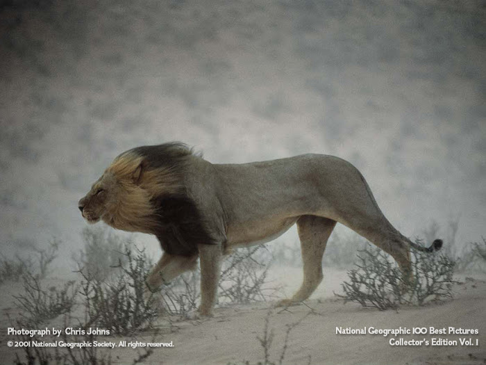 LION IN THE WIND