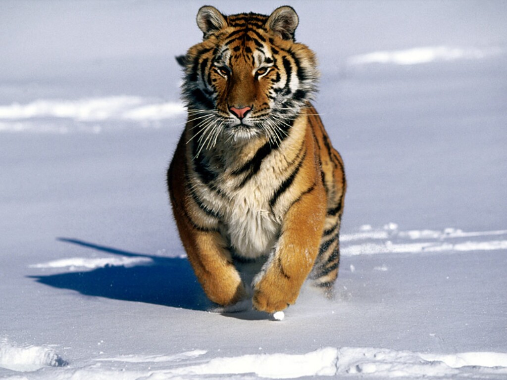 wild Siberian tigers.
