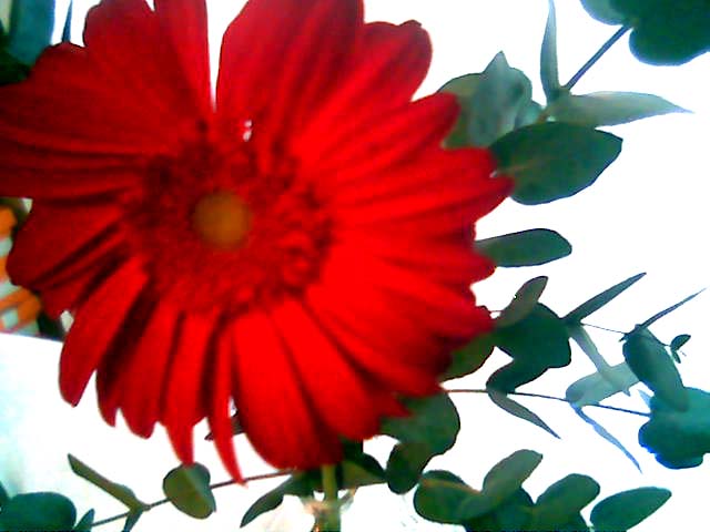 [FLEUR02.jpg]