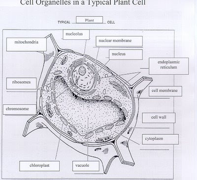 animal cell microscope. animal cell microscope. of the