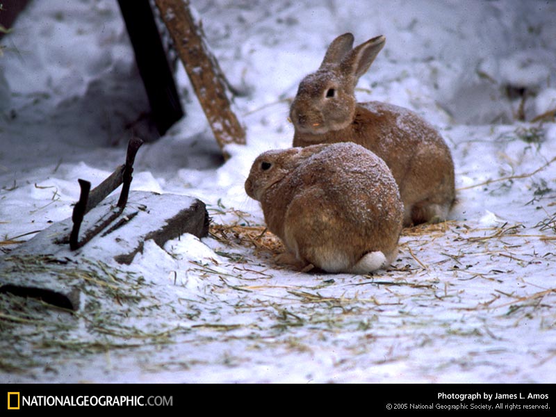 [snow-bunnies-263096-sw.jpg]