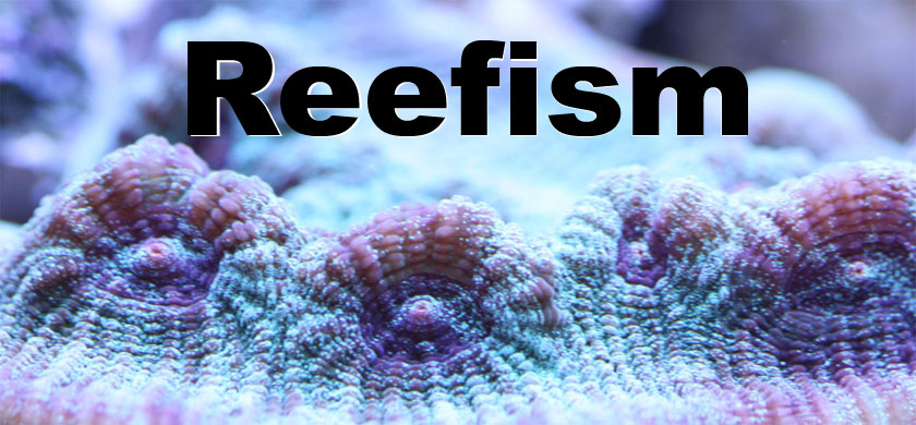 Reefism