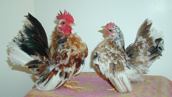 rare hens