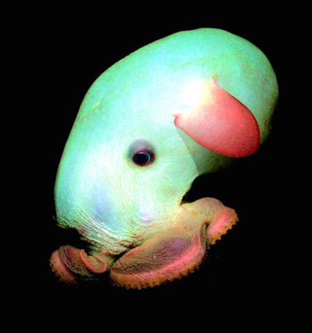 [dumbo-octopus.jpg]