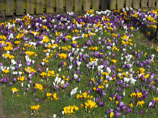 Crocus at Kirkliston