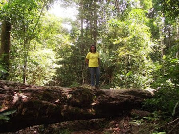 Trilha em Serra do Navio