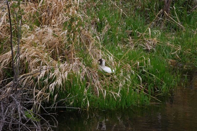 [Duck.JPG]