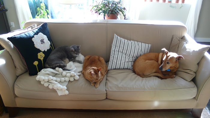 [all+pets.JPG]
