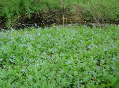 Virginia Bluebells