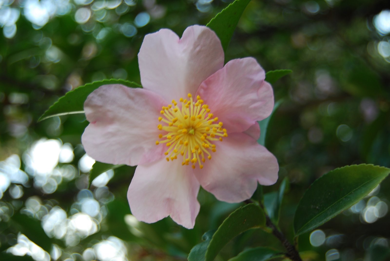 [DSC_0010.JPG]