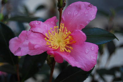 flor