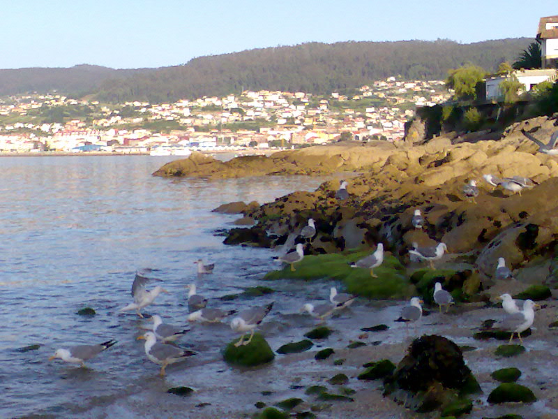[gaviotas.jpg]