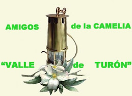 Amigos de la Camelia Valle de Turón. Asturias.