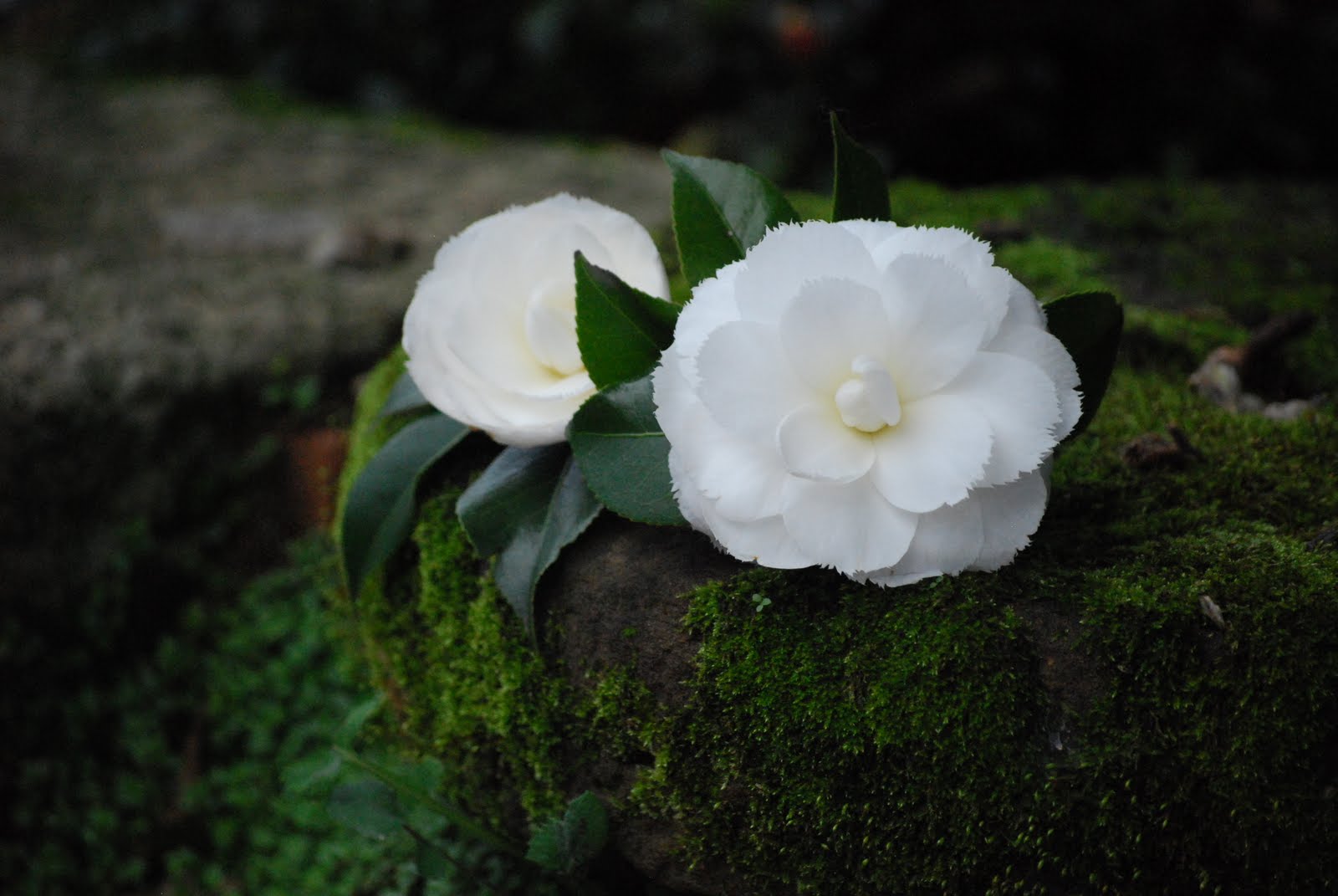 [DSC_1583.JPG]