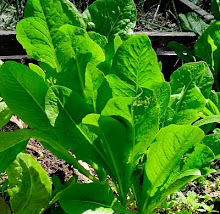 Romaine lettuce