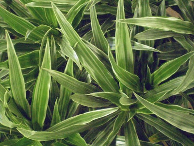 Dracaena Ulises