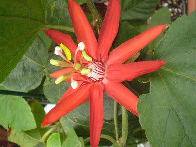 passiflora coccinea photo