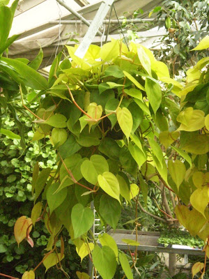 philodendron lemon lime hederaceum aureum plants strangest again micans