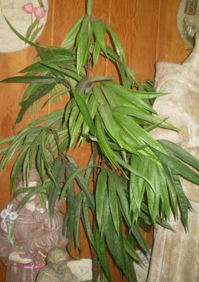 Metallum aglaophylla