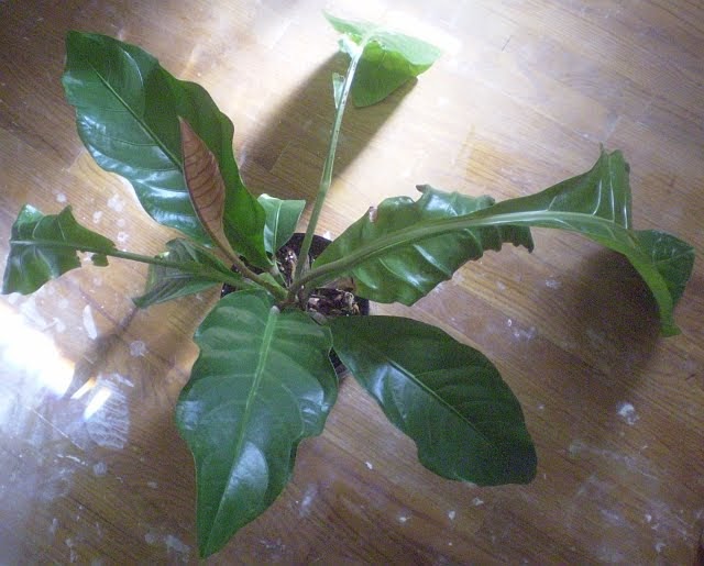 Plants are the Strangest People List Houseplants With