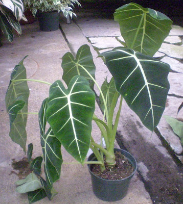 Alocasia Frydek
