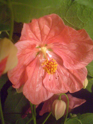 Abutilon Spp