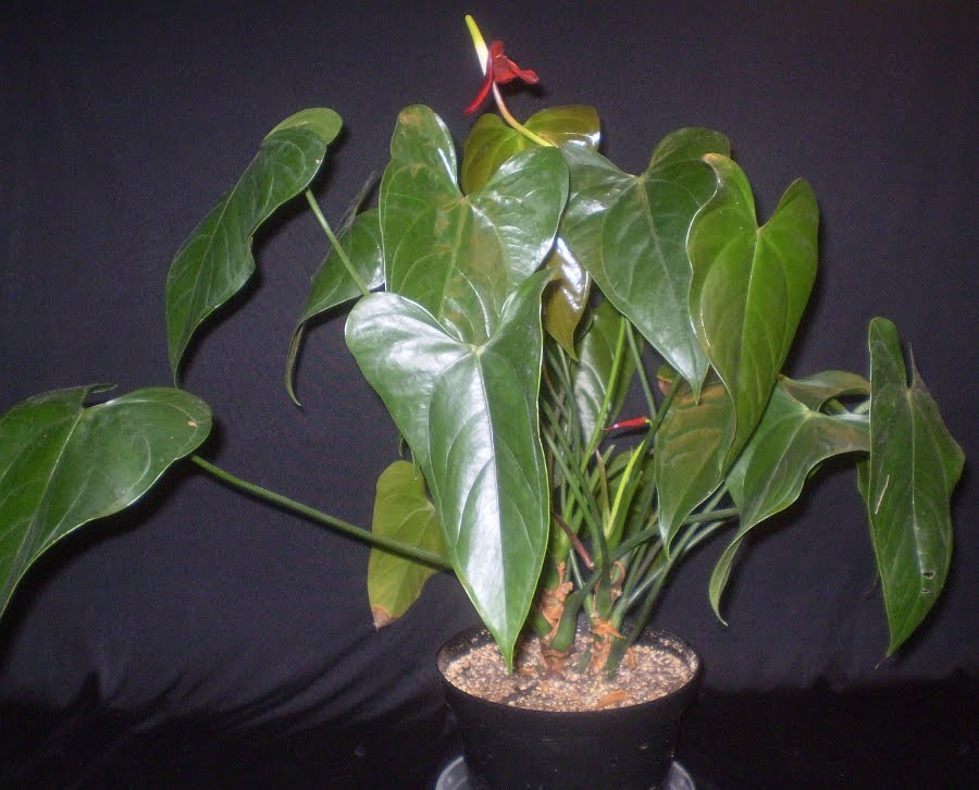 Plants are the Strangest People List Houseplants With