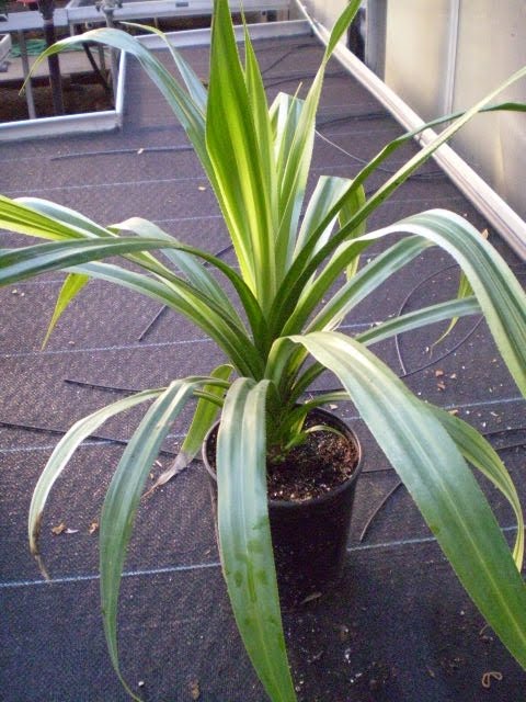 Pandanus Veitchii