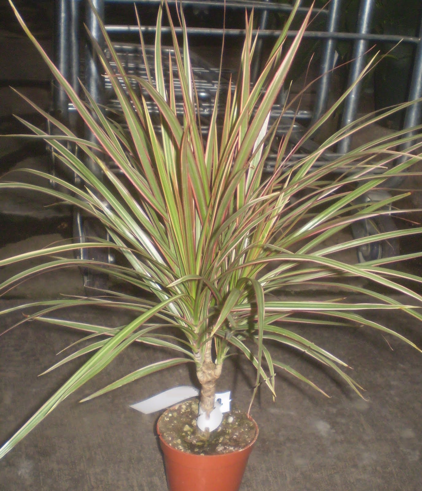 Dracaena Marginata Tricolour
