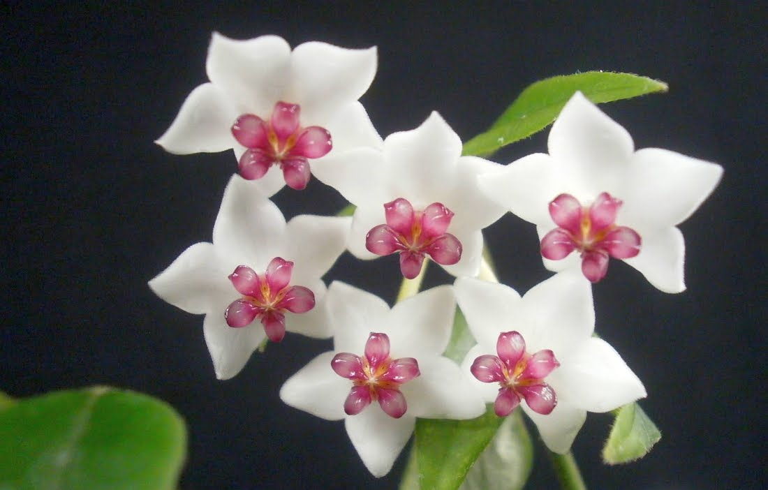 Hoya Flower Pictures