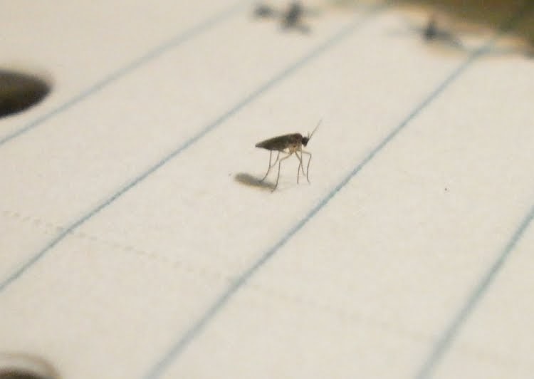 Plants are the Strangest People Fungus Gnats Like Plants are the Strangest People Fungus Gnats Like