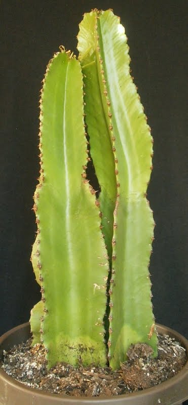 Euphorbia Ingens