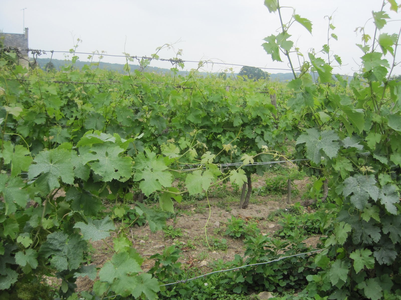 Kathryn's artisan & vine blog Natural wine definition