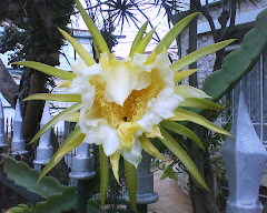 LINDA É A FLOR QUE EXUBERA DE AMOR