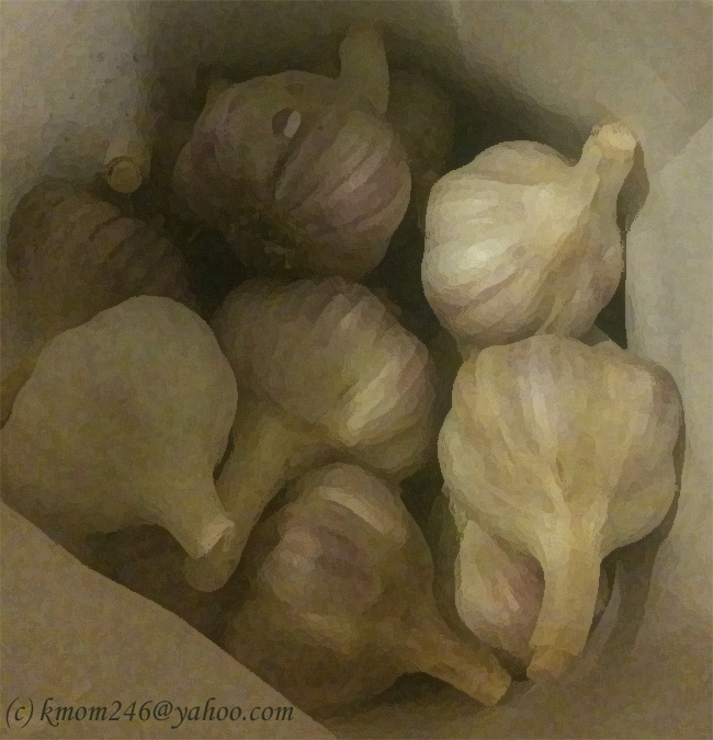 High Desert Gardening Garlic Planting Season