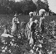 Cotton picking late July