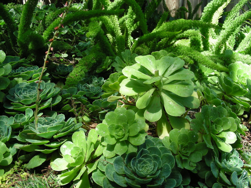 [Ech_Aeonium.jpg]