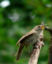 House wren