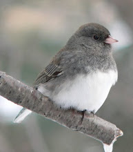 Tiny junco