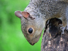 Gray Squirrel