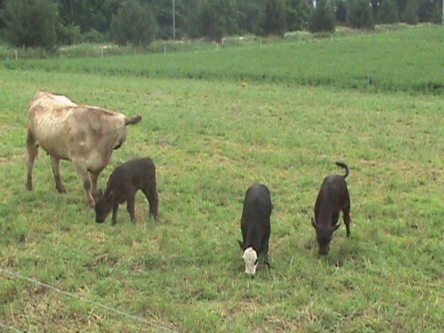 [Cows+2008+005.jpg]