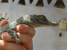 Nile Crocodile