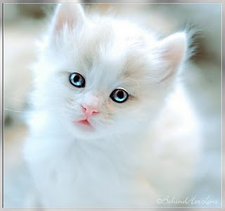 Foto Buka Gambar Foto Kucing Anggora Putih Wallpaper Ba