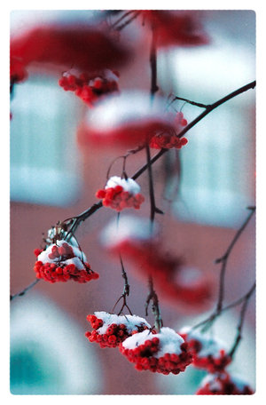 flowers in december