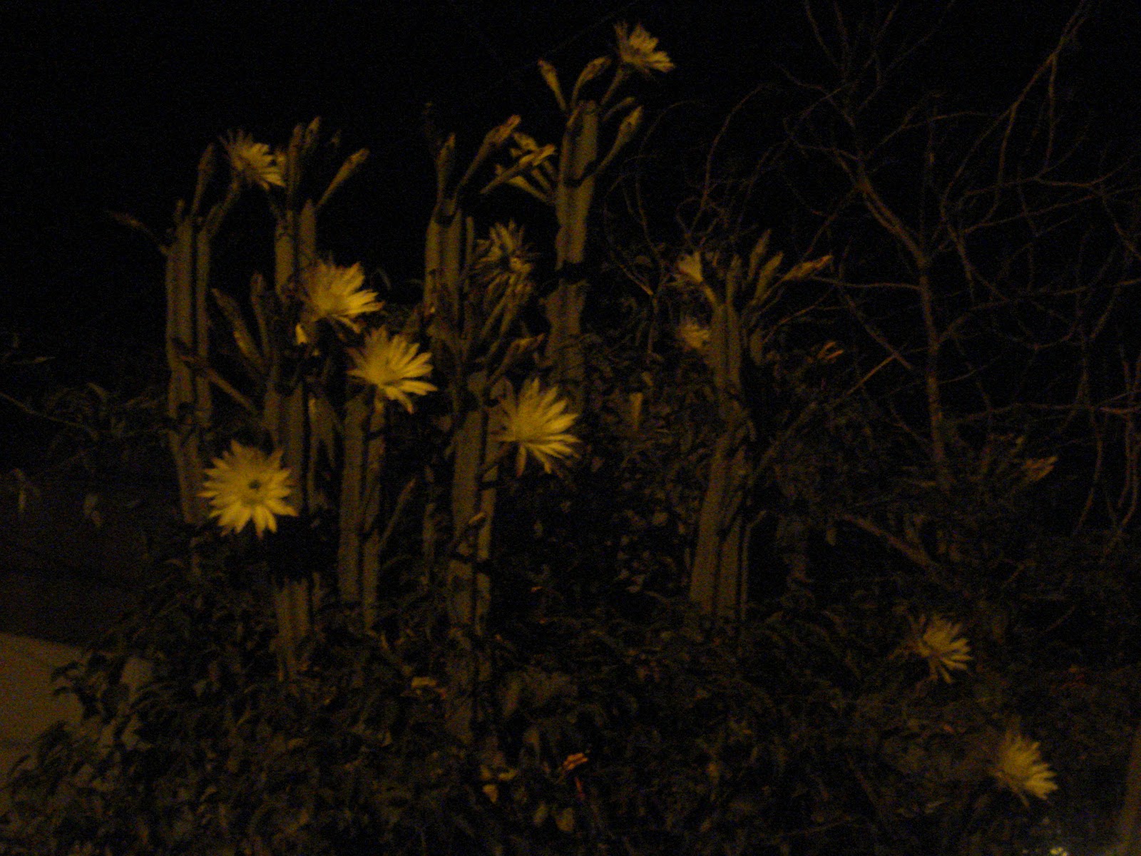 VIDA Y OBRAS: LAS FLORES DE MI JARDIN